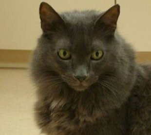 Cat Services in Fishersville