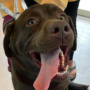 Dog Services in Fishersville