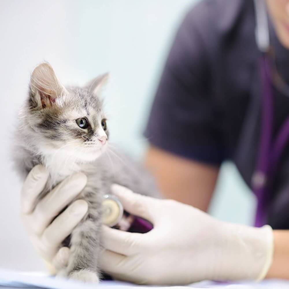 Animal Clinic in Fisherville VA