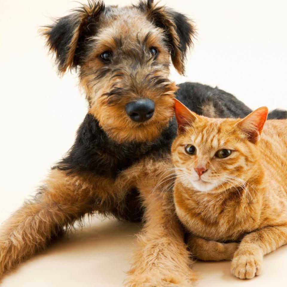 dogandcat.jpg