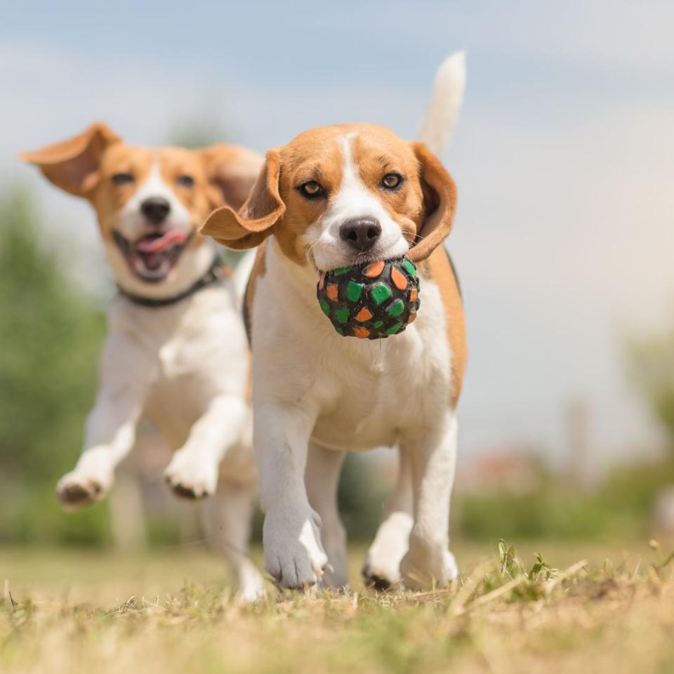 beagles