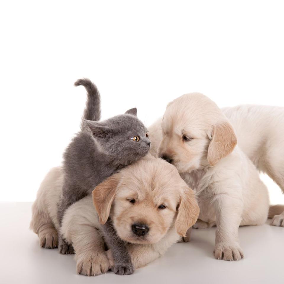 spayandneuter.jpg