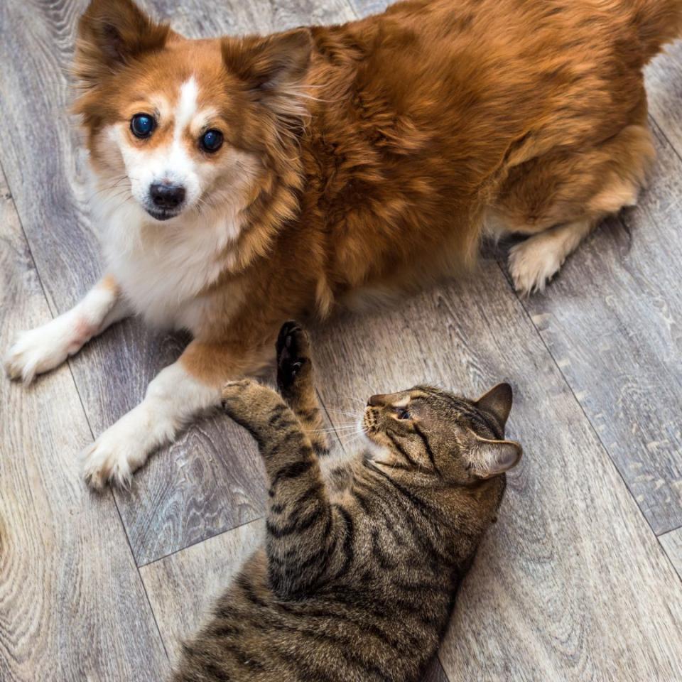 tendercarebehavior.jpg
