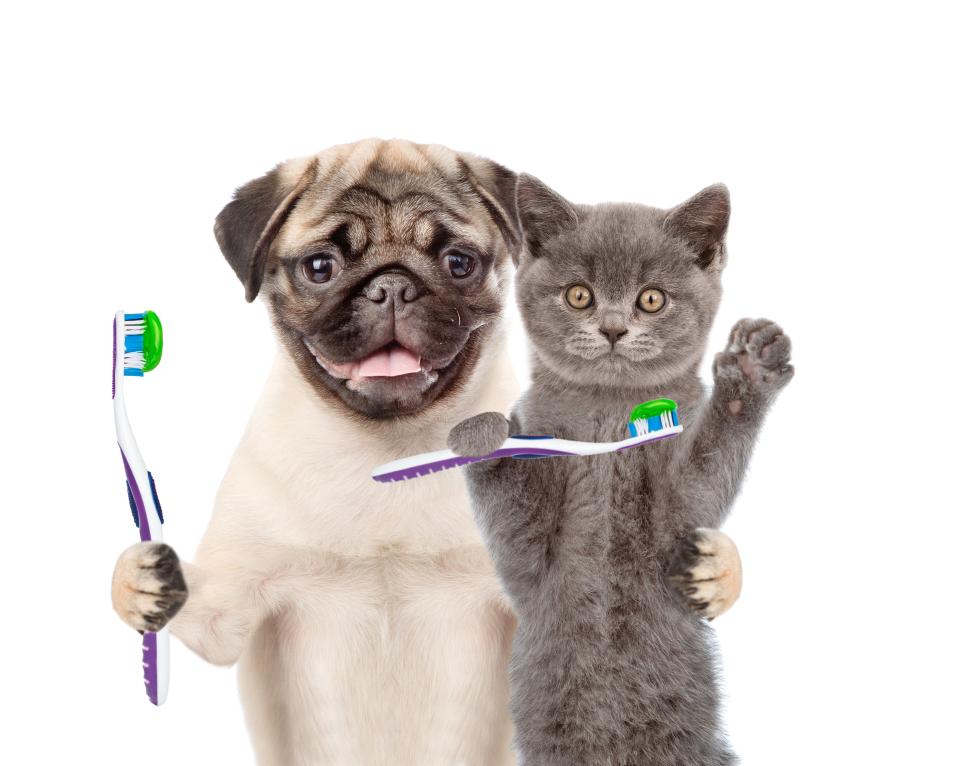 dental