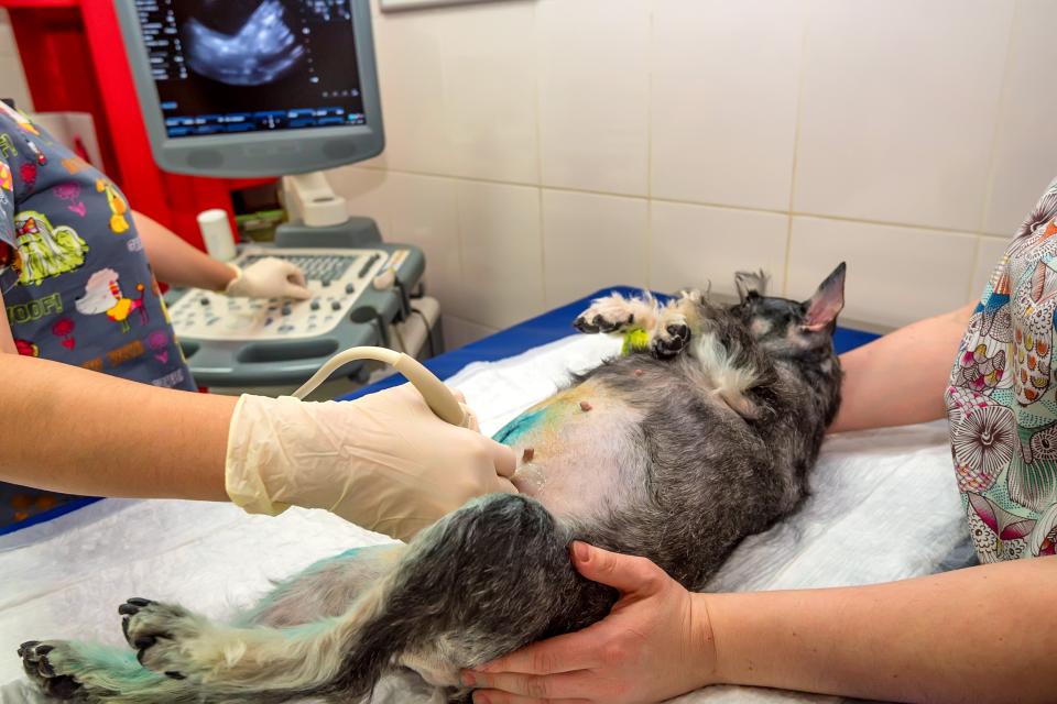 dog receiving an ultrasound