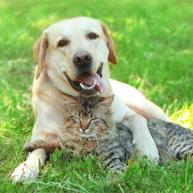 pet clinic Fisherville VA