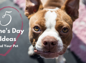 5 Valentine’s Day Date Ideas for You and Your Pet