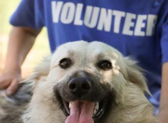 Giving Tuesday: 4 Ways to Support Pet-Related Organizations