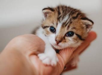 Kitten Development & Growth Milestones: What to Expect in Your Cat’s First Few Weeks of Life